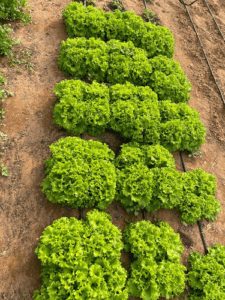 Al Faraina Agricultural Requisites