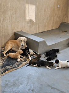 Arabian Saluki Center