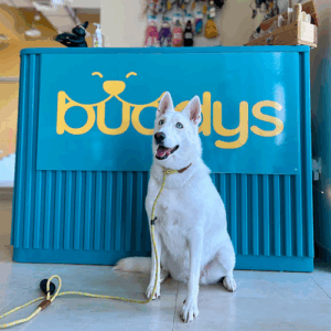 Buddys