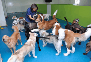 Cloud9 Pet Hotel & Care