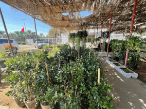 Garden Center Nurseries