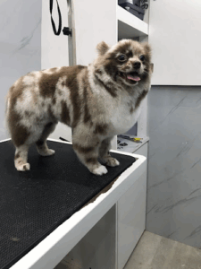 Jack Pet Grooming Salon