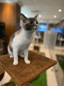 Pet Luxe Boutique & Spa
