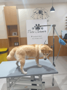 Pets Corner