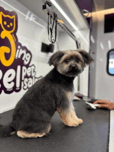 Wagging Wheel Pet Salon